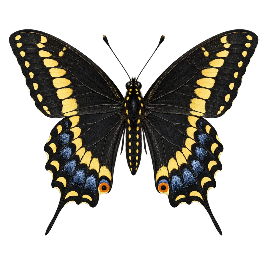 Black swallowtail, male illustration