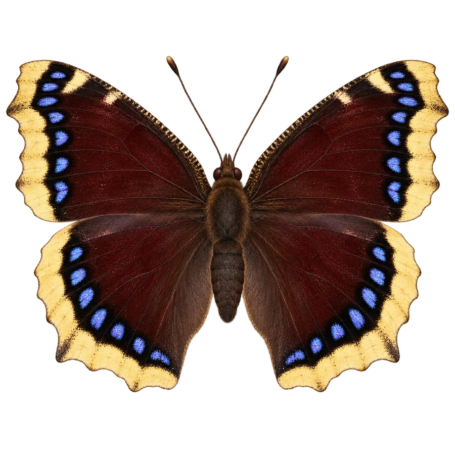 Mourning cloak illustration