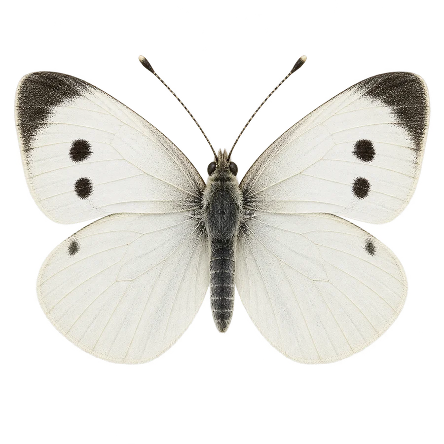 Cabbage white, female illustration