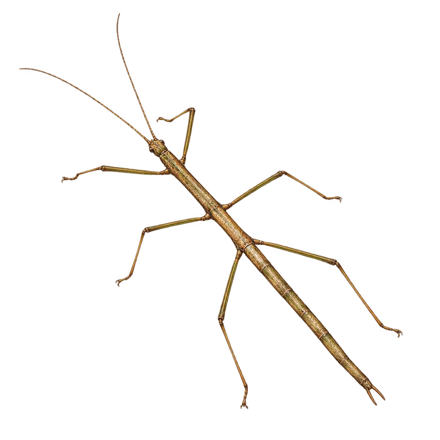Northern walkingstick illustration